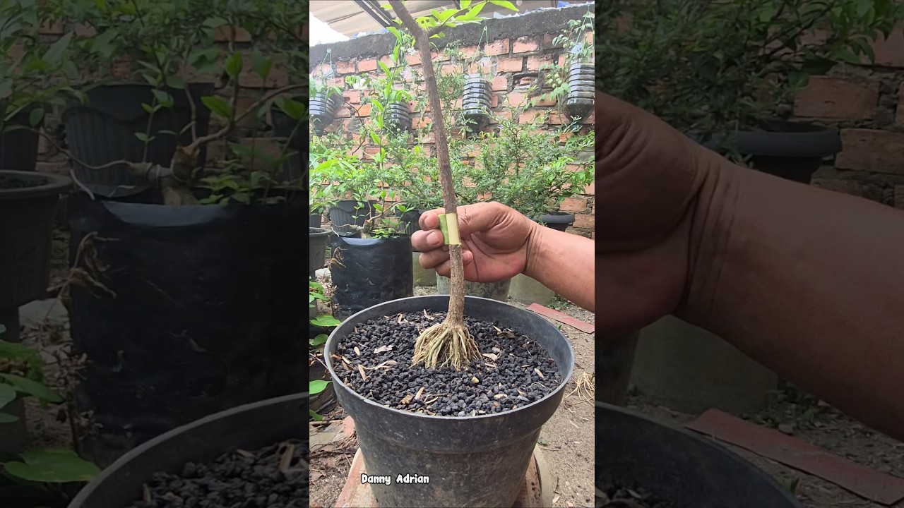 Multiply plants easly using recycle bottles 🌱#airlayering #craft #gardening #tips  #plants #trending