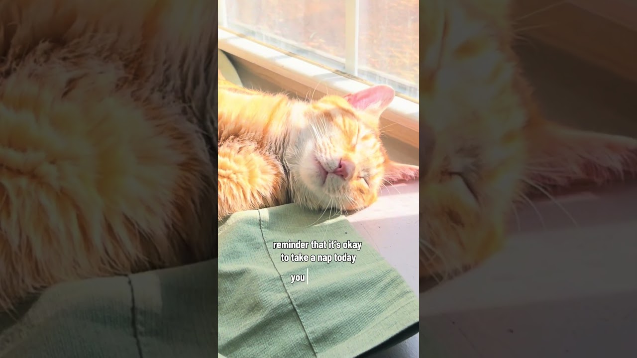 His Little Tooth 🥹 Orange Cat Says… Take a Nap!