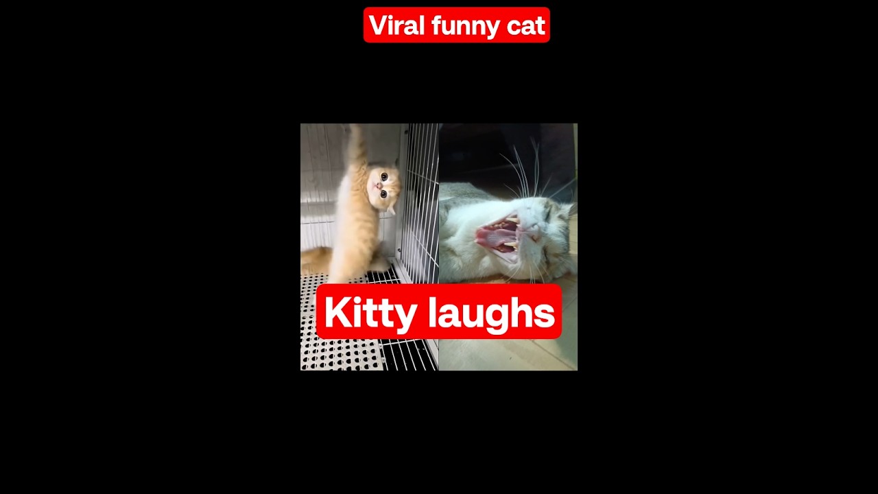 #funnycats #catcat #shortsfeed #video
