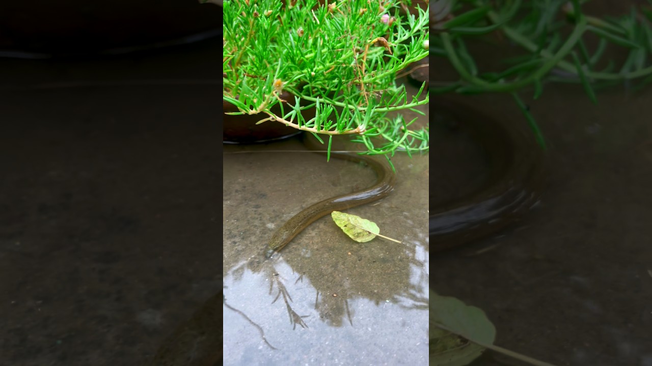 chaat se hamain milgaya snake fish🐟😱(1283) eel fishing video #eelcatch