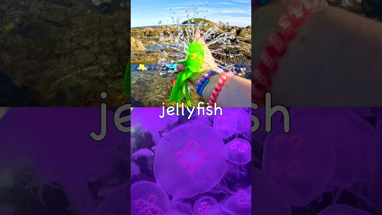 Learn Sea Animal Names for Kids by the Island: Zebra Shark Fish Seahorse Jellyfish Turtle