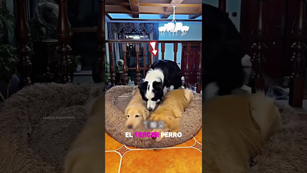 Por favor comparte con tus amigos #pov #herramientas #sketch #gracioso #actuación #historia