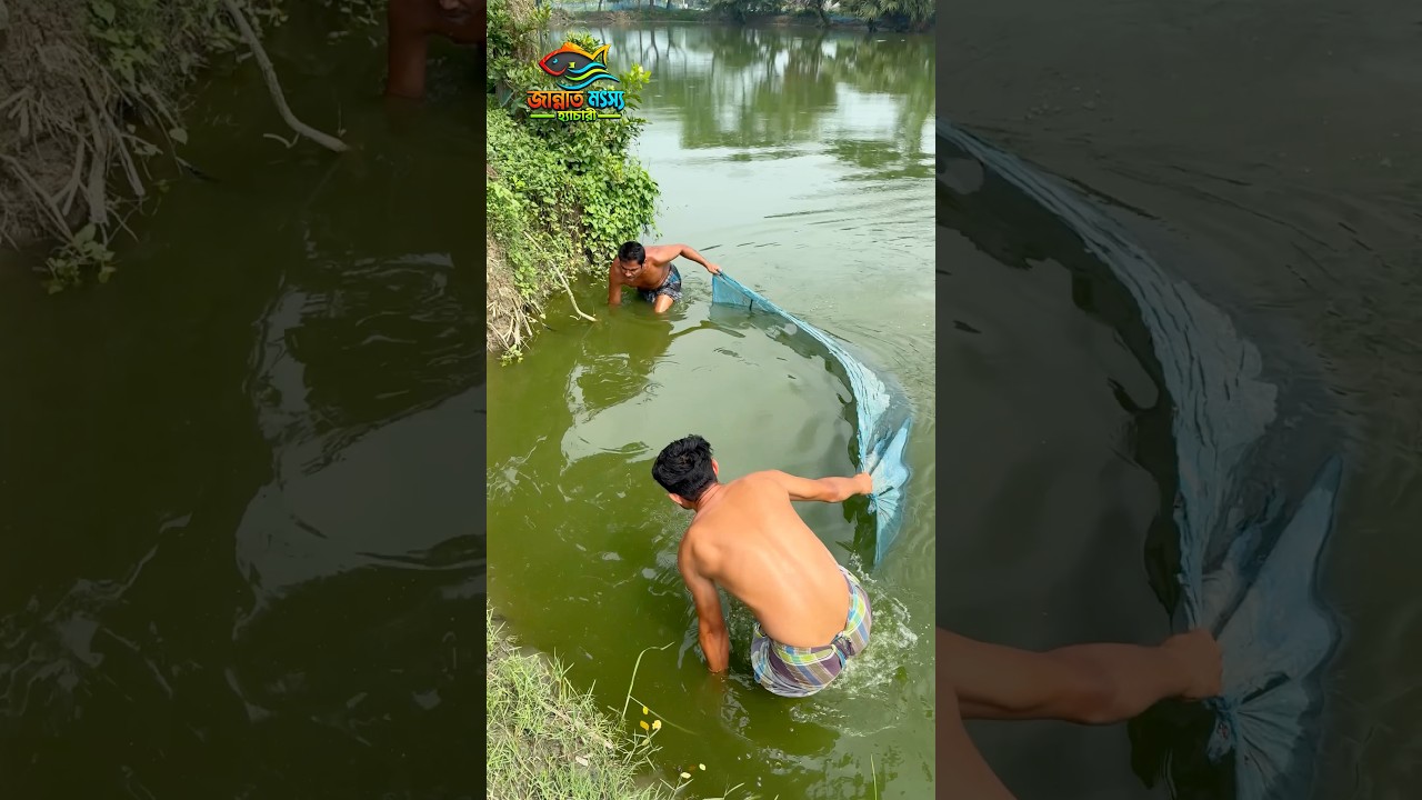 অরজিনাল থাই পাঙ্গাস মাছের পোনা #fishing #reelsviralシ #fishfarm #PlzShare