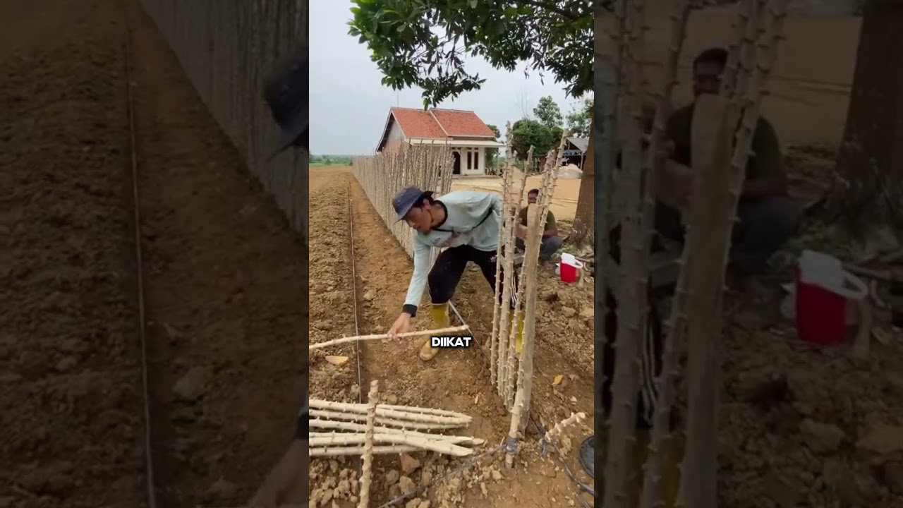 Pagar unik dari batang singkong #unik #pertanian #idekreatifterbaru