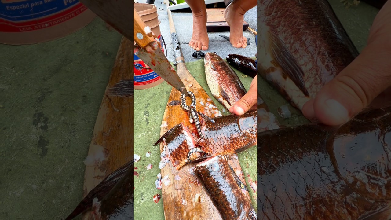 QUEM É MAIS PERIGOSO?Cobra x Traíra #pescaria #johnnyhoffmannoficial #pescaesportiva