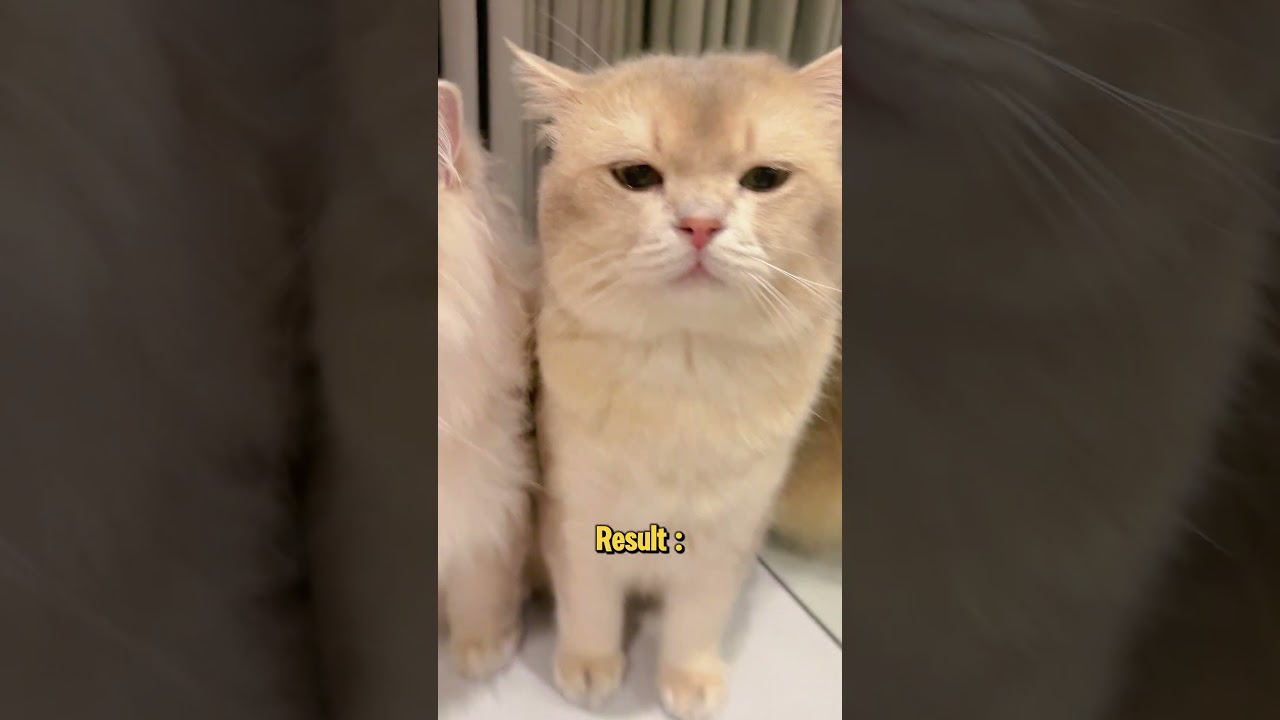 😾: Demi konten sampe segitunya woi! #funnyvideo #funnycats #comedy #kucing #kucinglucu