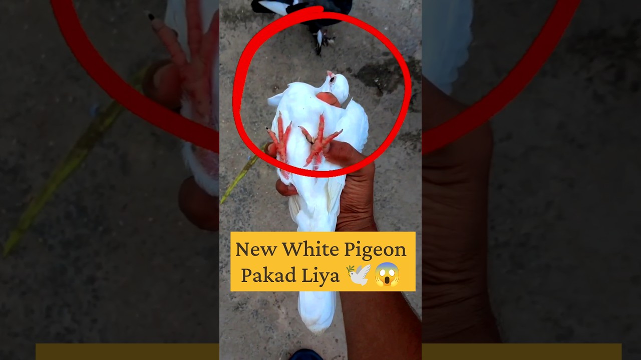 New White Pigeon Pakad Liya 🕊️😱...#viral #short #trend #white #pigeon #explore #trending #minivlog