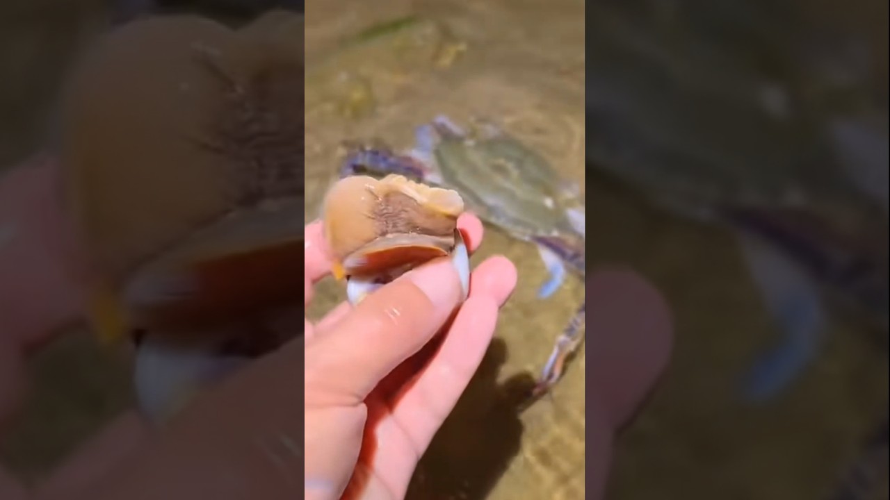 Menaklukkan Udang Mantis yang Sok Keras (Gak Ada yang Boti!) #shorts #mantis