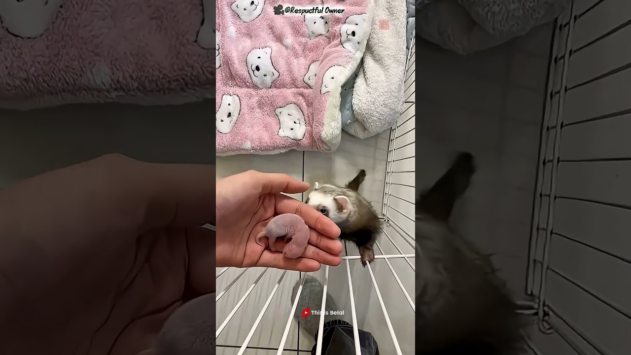 🦦 5 Amazing Ferret Facts That Will Surprise You!