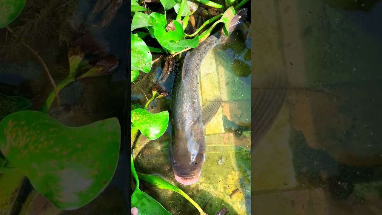 minipond se mila yea konsa machli🐟😳(1566) hindi fishing video #fishingvideo