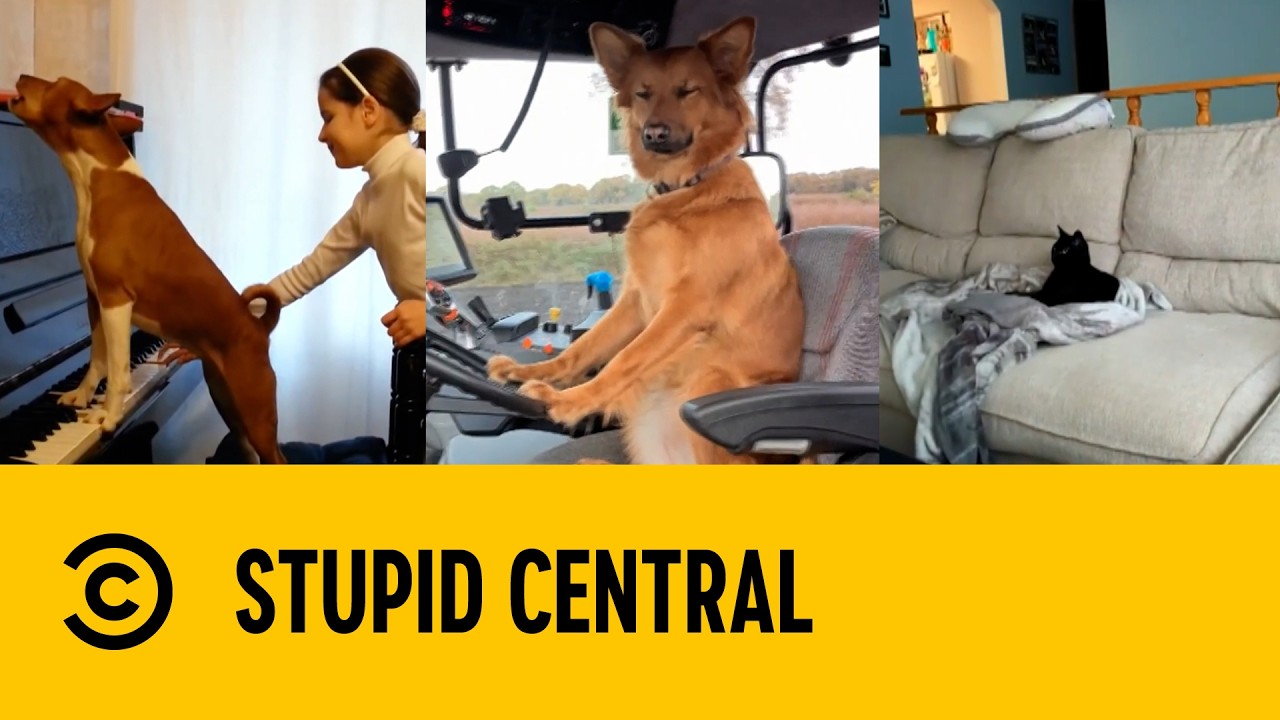 Animals Acting Like Humans | Stupid Central