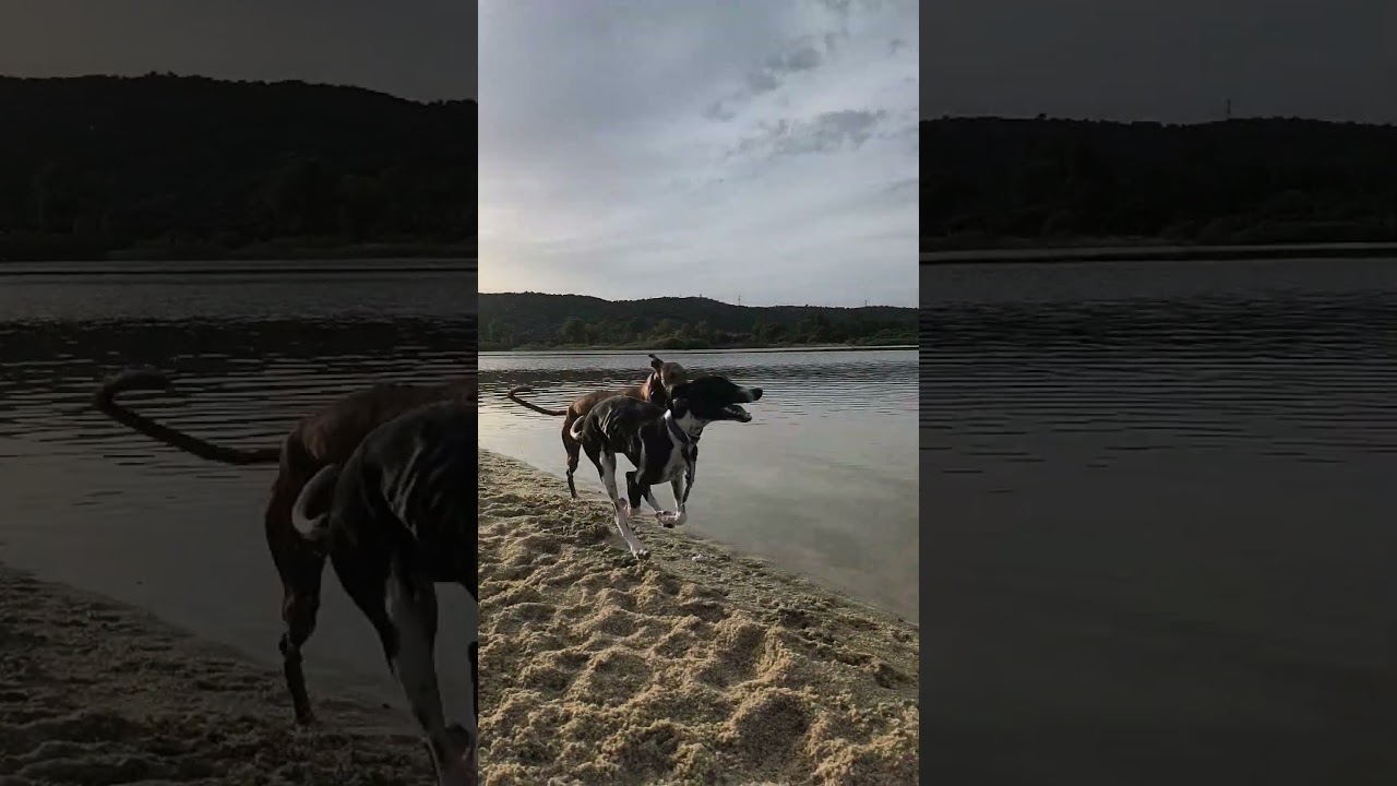 GALGO ESPAÑOL. #pets #dog #funnydogs