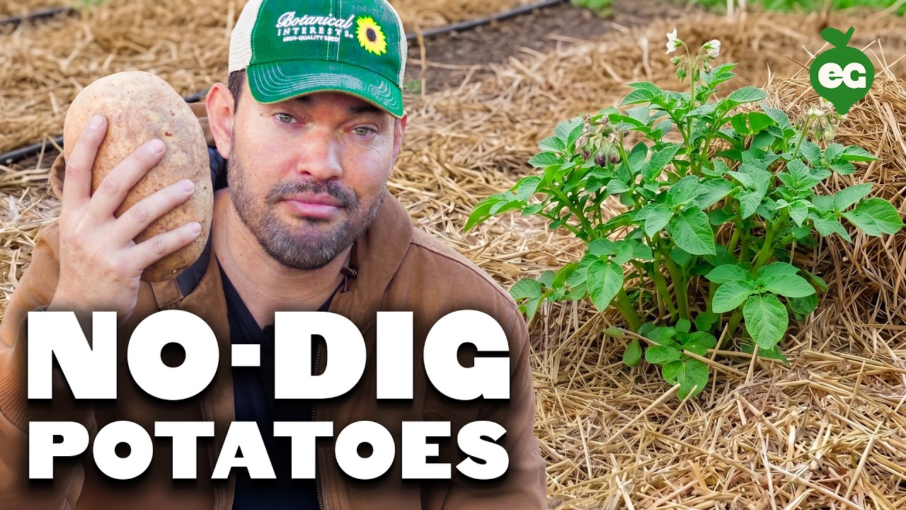 We Tried The Laziest Potato-Growing Method & This Happened