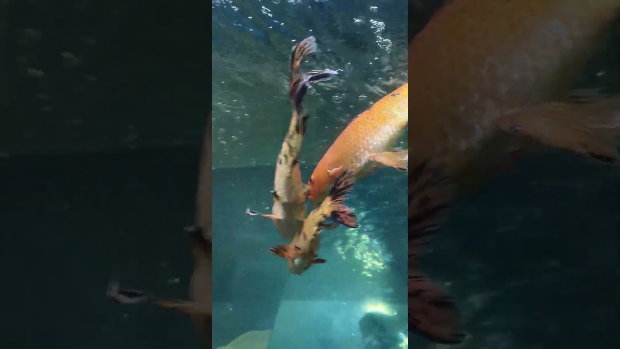 fish ll#youtubeshorts