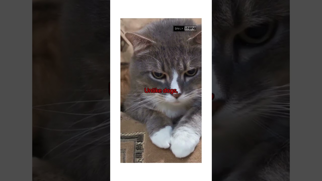cats facts #psychologytips #shortsvideo #subscribe #catshorts #catsfacts