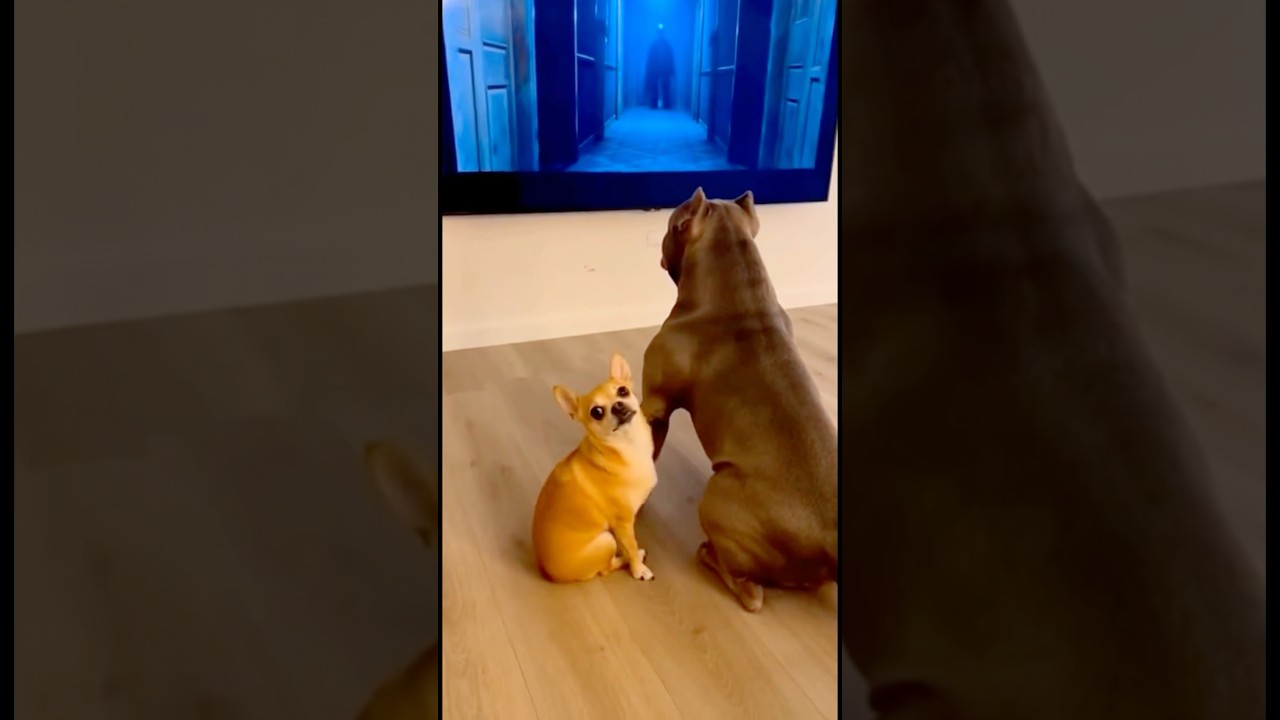 Funny Chihuahua 🤣🤣 #ytshorts #trend #viralreels #funny #comedy