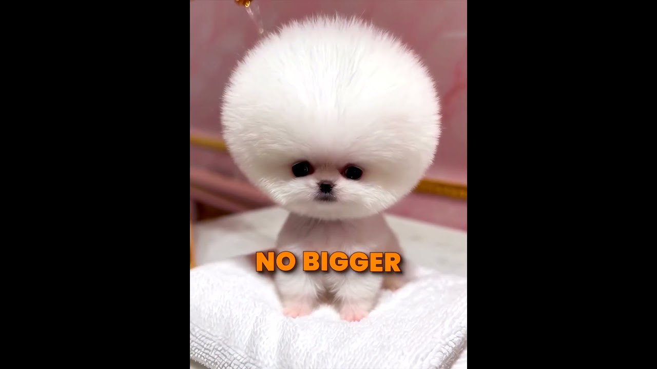 Tiny Puppy Was Given A Second Chance 🥹🐶❤️ #shorts