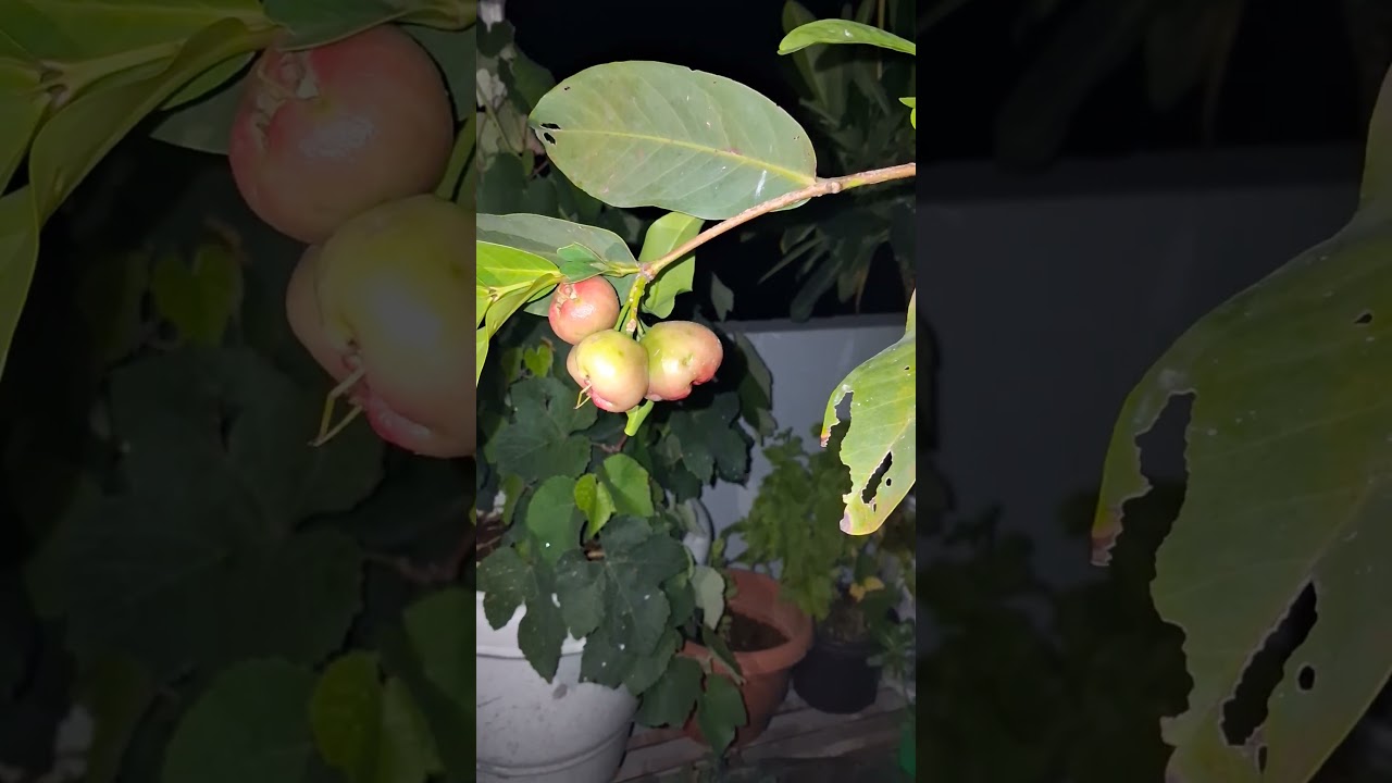 roseapple fruits