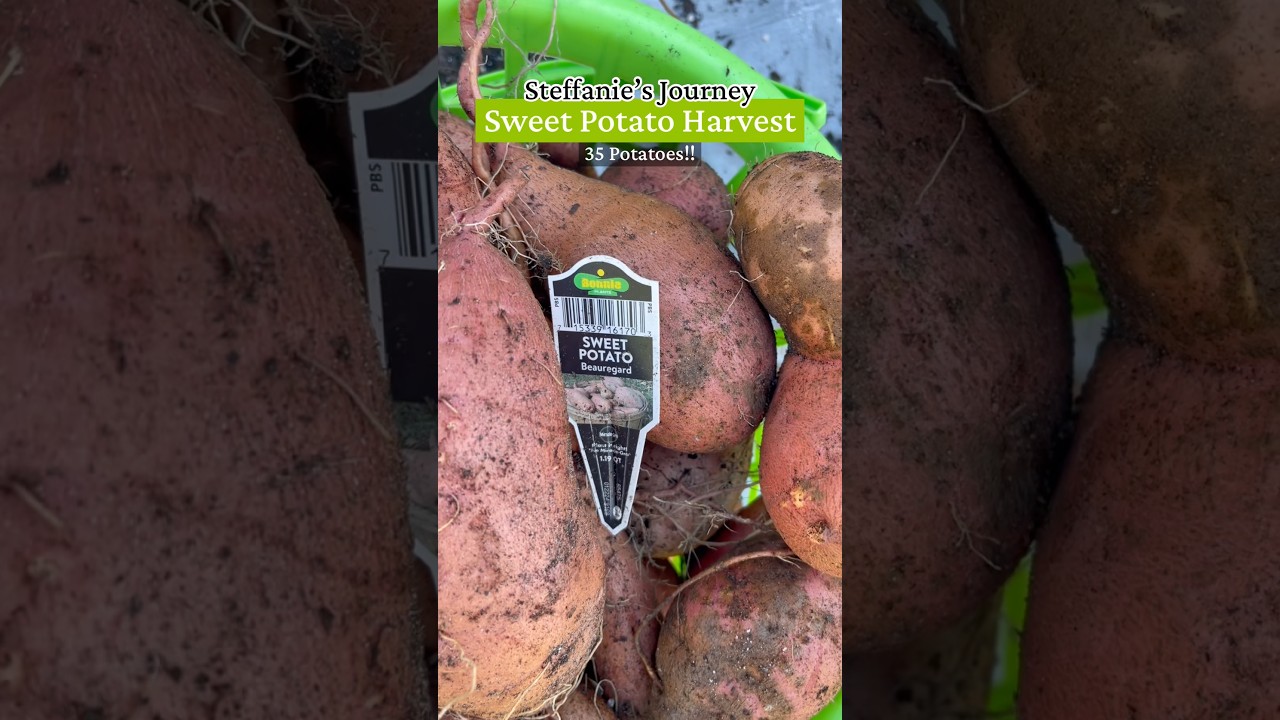 Great Sweet Potato Harvest for 2026 #gardening #sweetpotato #fyp #fypシ #fypシ゚viral #beauregard