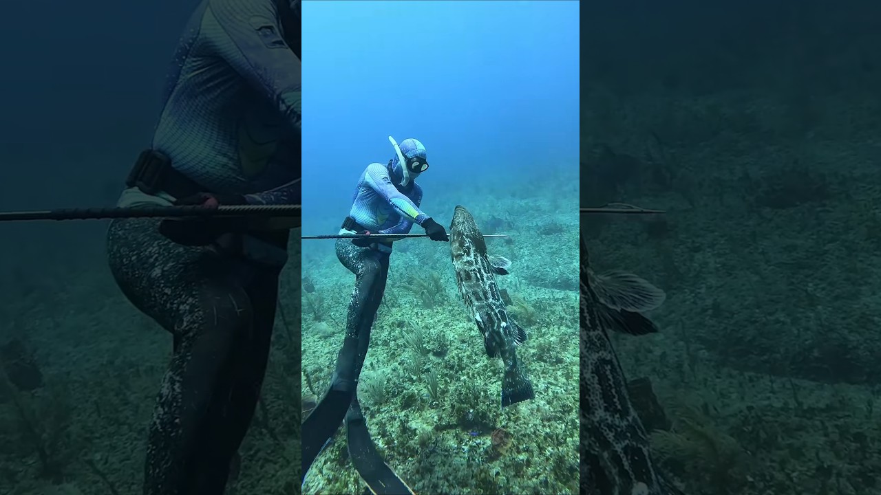 The Bahamas Has The World's Best Diving! #fishing #spearfishing