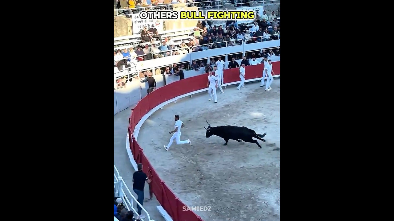 Other Bull Fighting vs Last GUY 💀🐂 | Just Wait! #troll #trollface #bullfighting