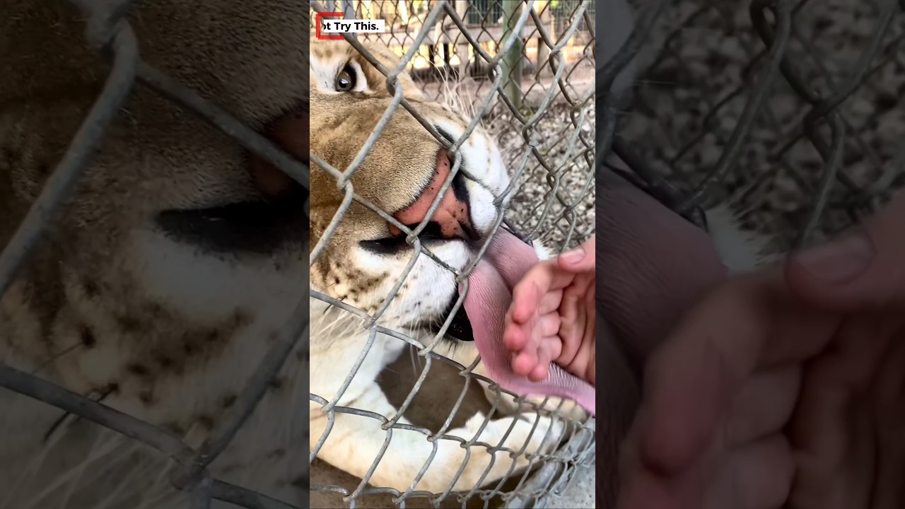 Why Doesn't a Tiger's Tongue Cut Human Skin?