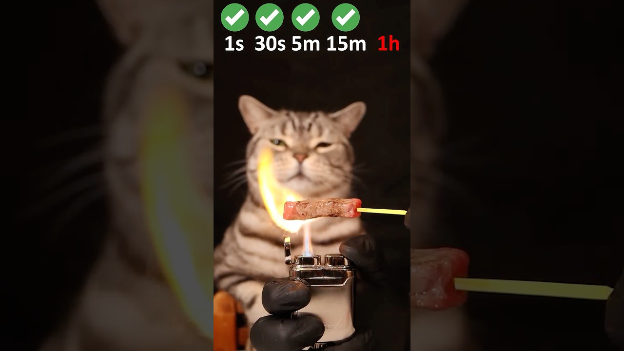 Cat vs Beef