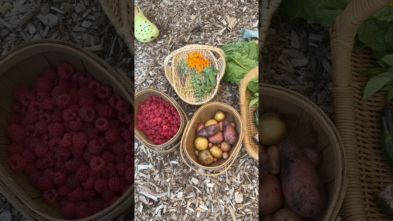 HUGE Harvest! #growyourownfood #harvest #garden #gardening #maryland #backyardgarden