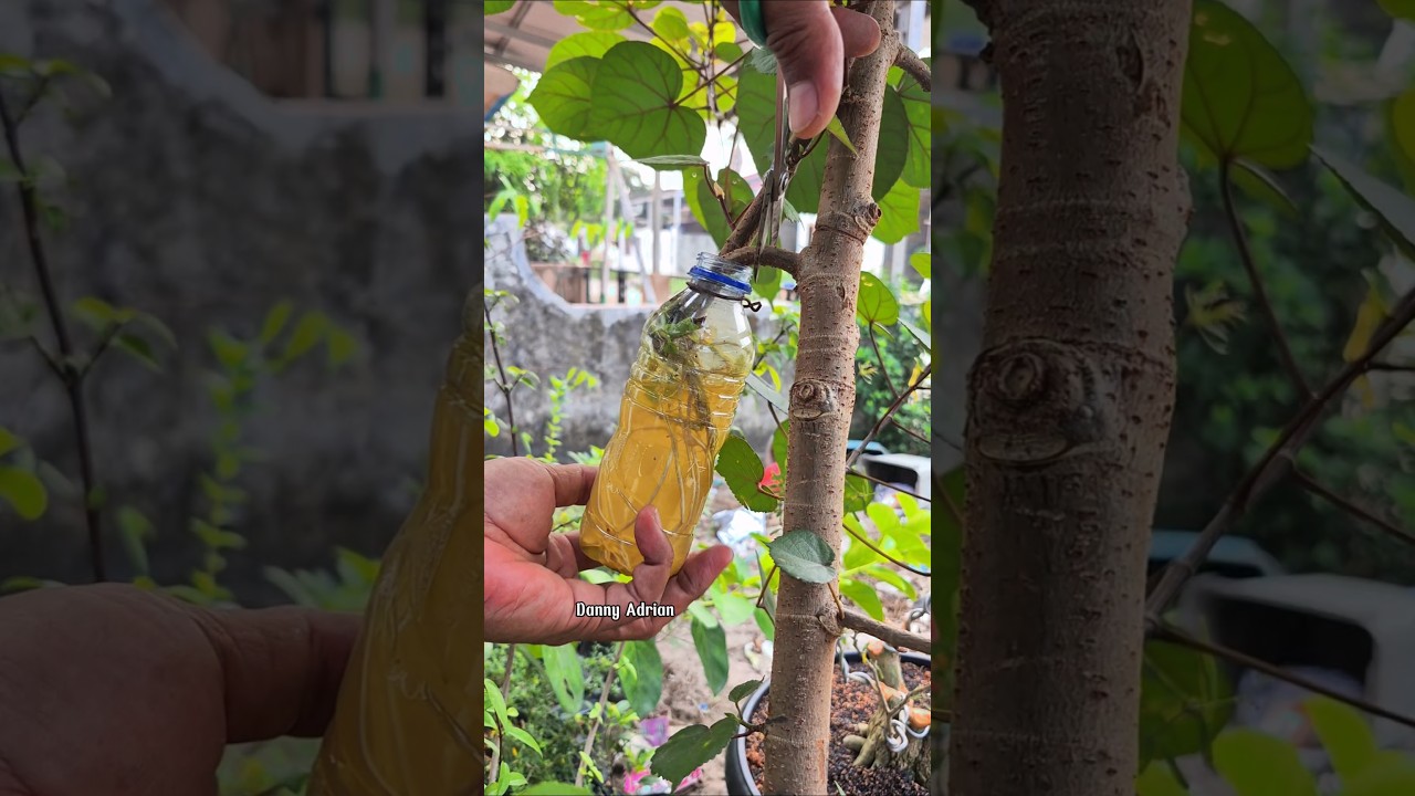 Water Propagation 🌳😍 #gardening #airlayering #plants