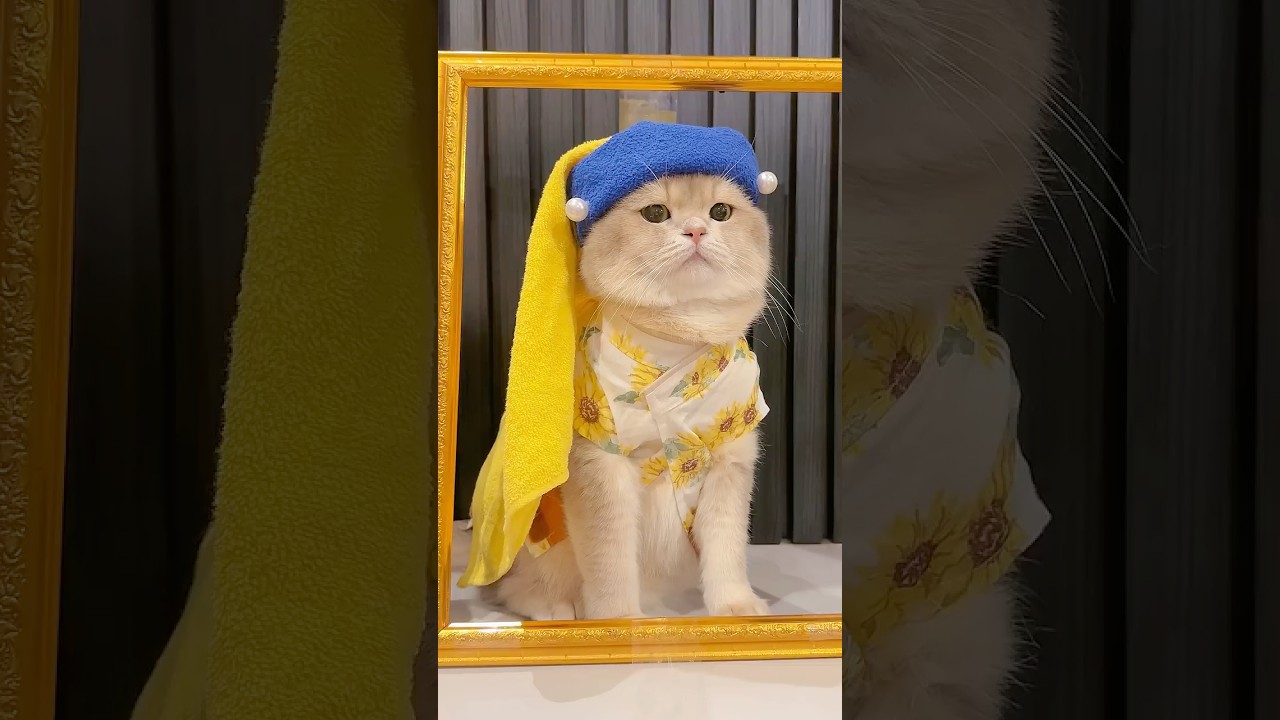 🙀: Kukira dia lah orangnya… TERNYATA!! #funnyvideo #cat #kucinglucu #comedy #funny