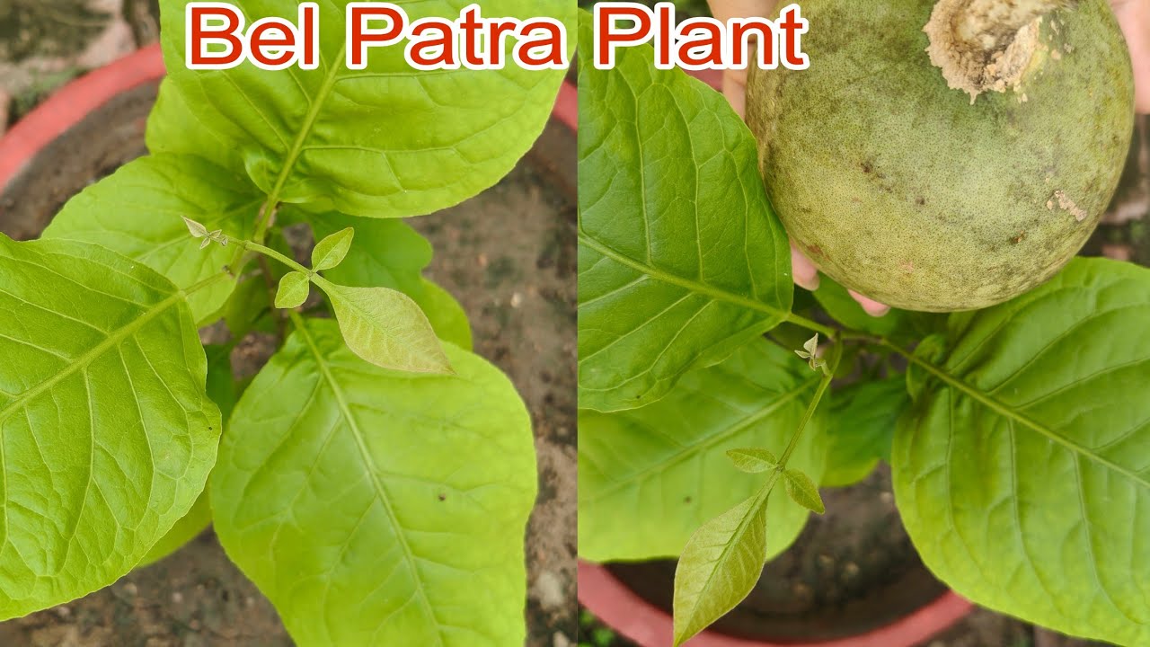 Bel patra plant // Grow and care bel patra plant