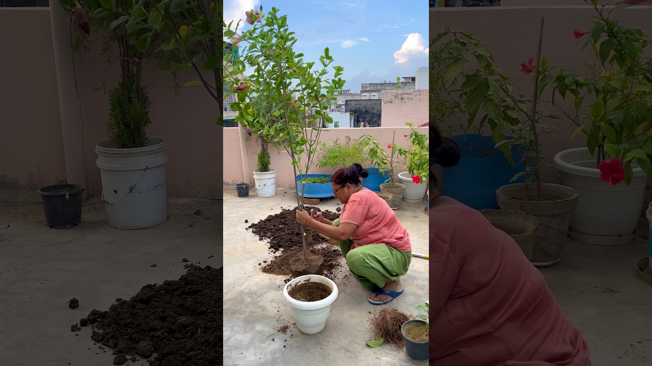 Iska bhi ilaaj ho gya #minivlog #dailyvlog #terracegarden #shortsfeed