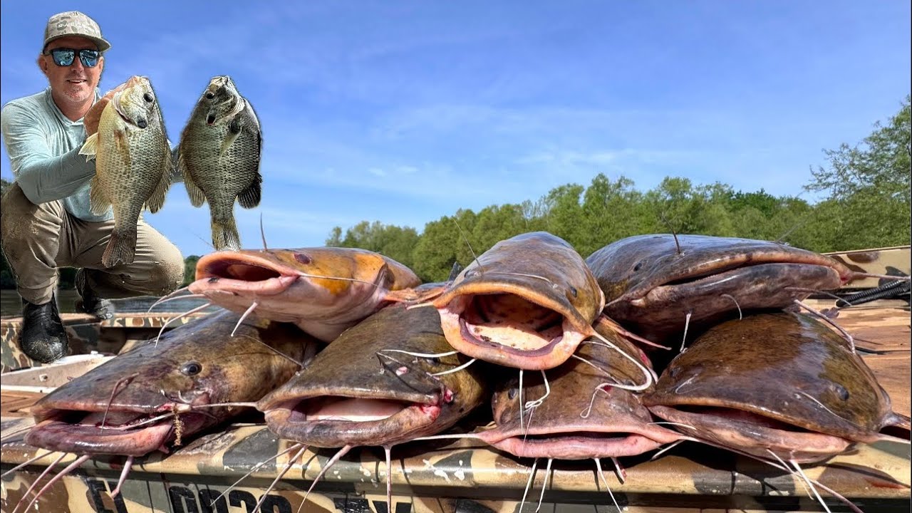 Catching Huge Catfish on Giant Live Bait (Catch Clean & Cook) I Bought a New Boat and Crashed my SUV