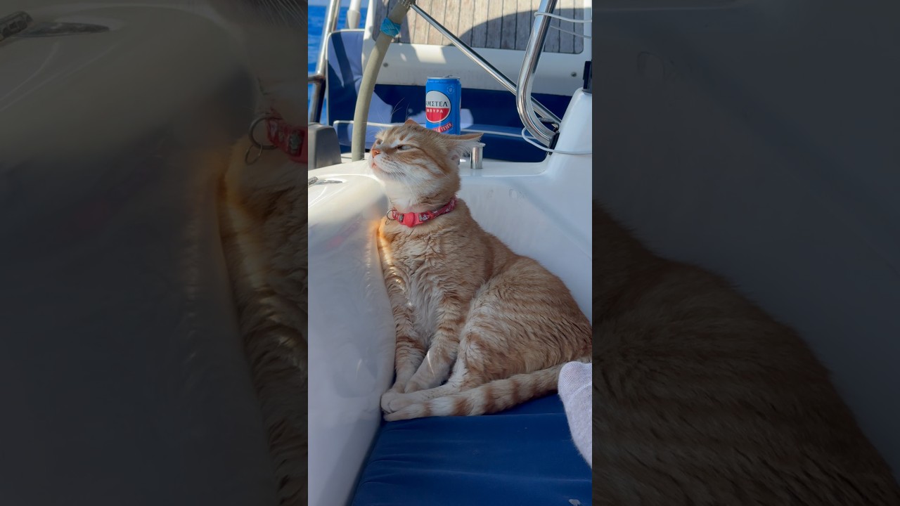 It’s a boat-cats life! He loves the smells of the ocean! #sailinglife #sailing #boatlife #cat #cats