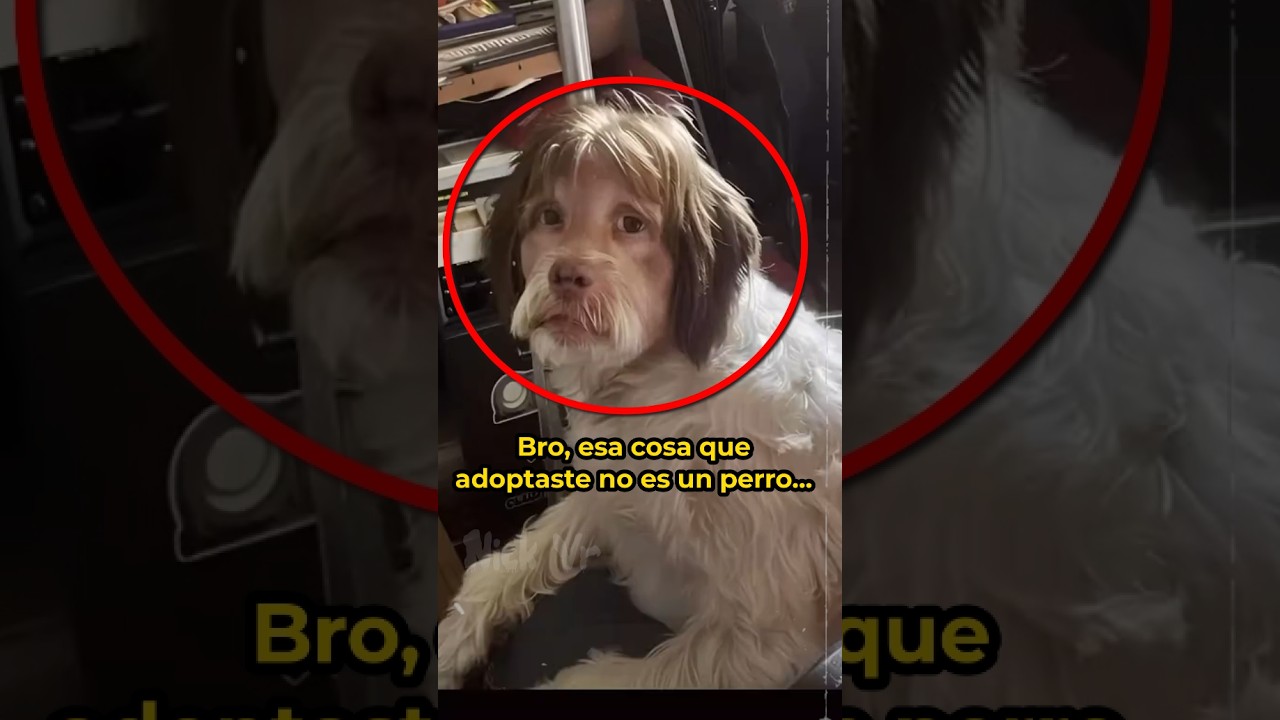 2 Skinwalkers haciéndose pasar por perros 💀💀