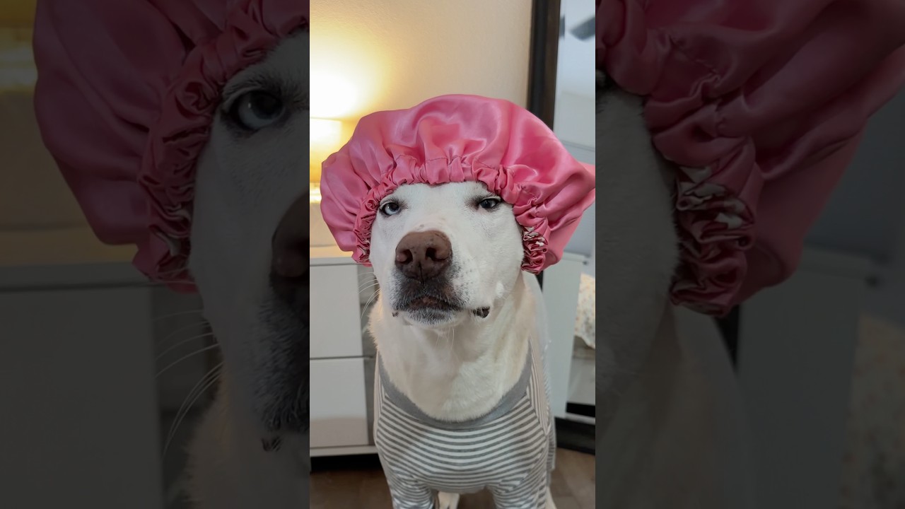 Yuki’s nighttime routine,💤🐶 #dogshorts #doglife #dogmom #doglover #pets #dog