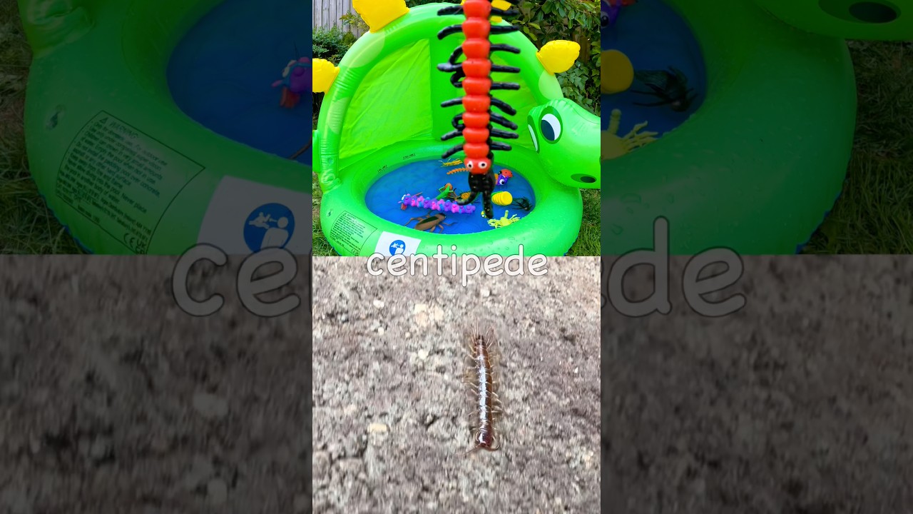 Kids Learn at the Dino Pool | Bug Insect Names: Cricket Earthworm Caterpillar Centipede Tarantula