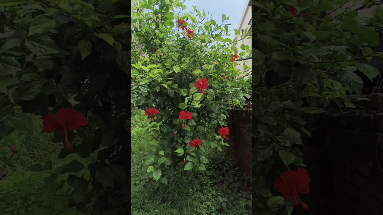 Hibiscus Plant // Hibiscus 🌺