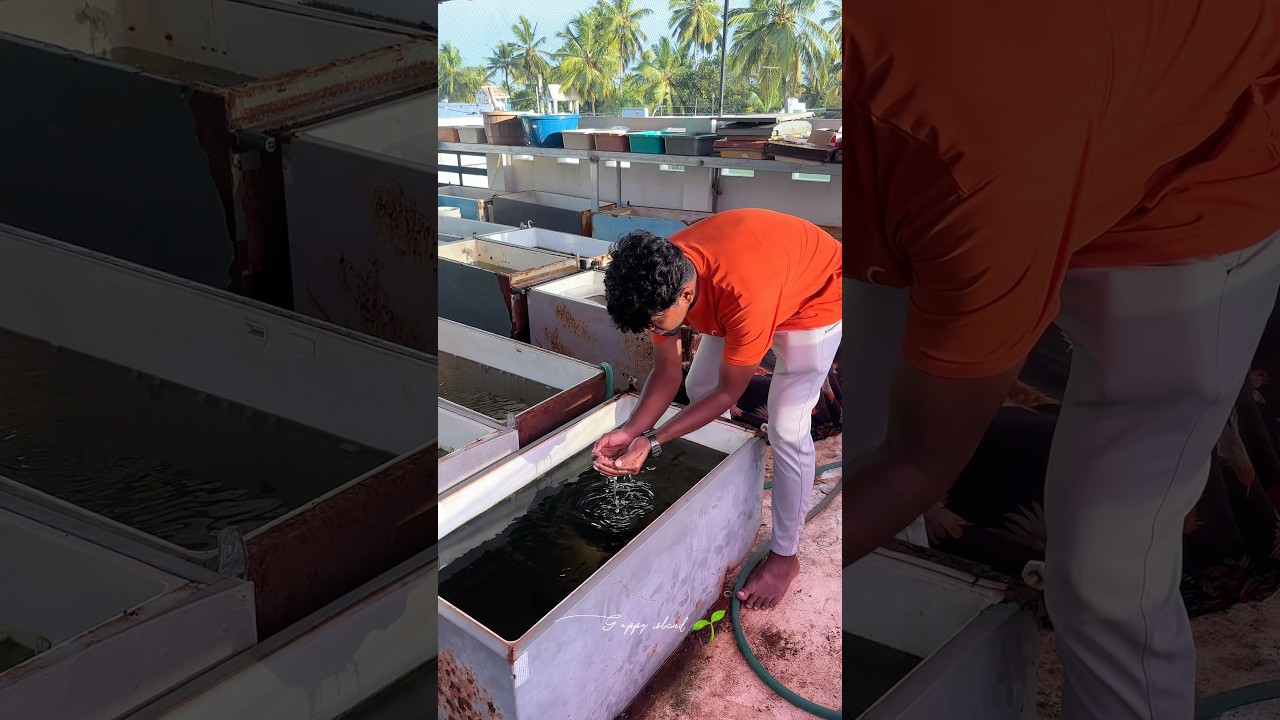 🐟 இவ்வளவு அழகான Guppy மீன்களை பார்த்திருக்கீங்களா? 😍#petshorts #petsvlog #guppy #guppyfish #yt