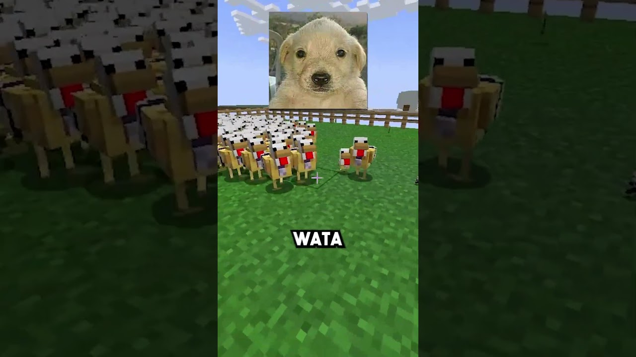 POLLO es UN TRAMPOSO en el ESCONDITE en Minecraft 😡 #minecraft #laos
