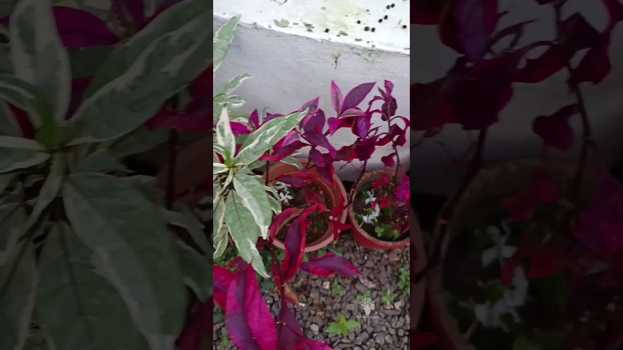 മഴക്കാലത്തെ അവസ്ഥ #trending #gardening #garden #plants #shortvideo #shorts #short