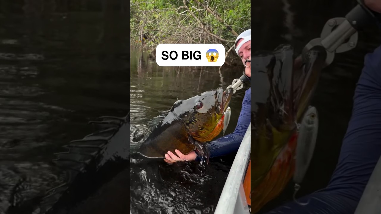 NO WAY 🤯🎣 #fishing #bigfish #fish #fyp #shorts