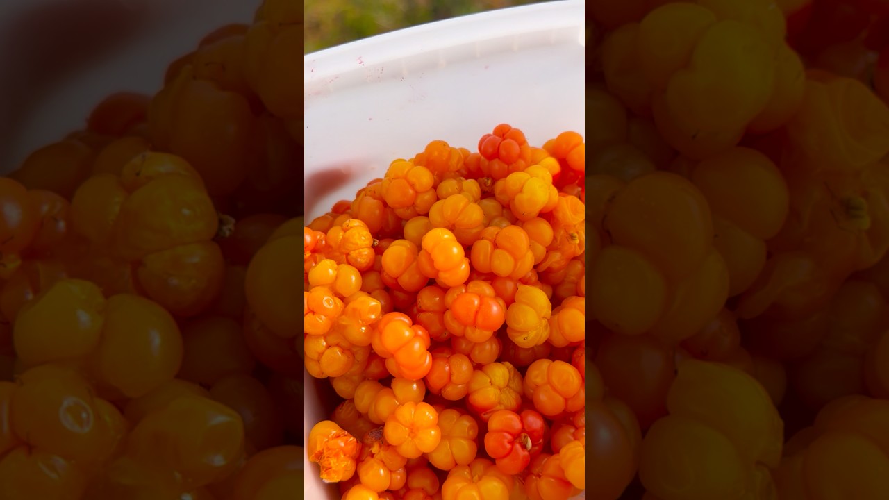 😲നിധിതേടി ചതുപ്പിൽ താണ് പോയേനെ # #mallusinfinland # #familyvlog #wildlife #berrypicking