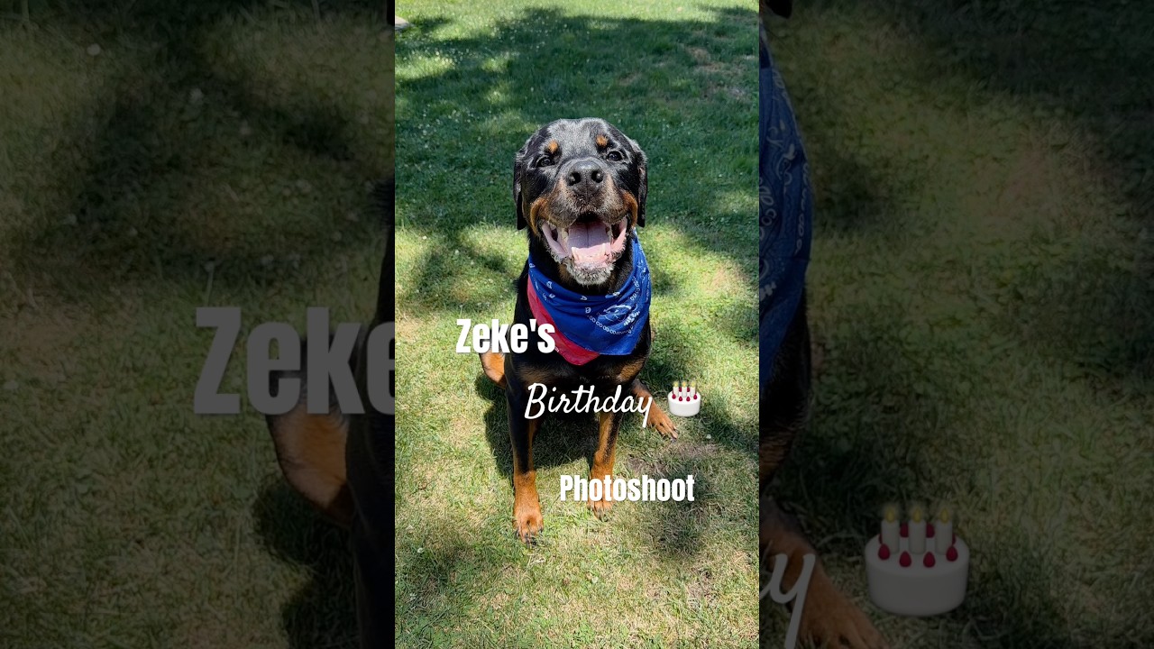 Happy Birthday my big boy Zeke!!! 🥳🎉🎂🐾🎈#shorts #dogshorts #rottweiler #birthday #fyp