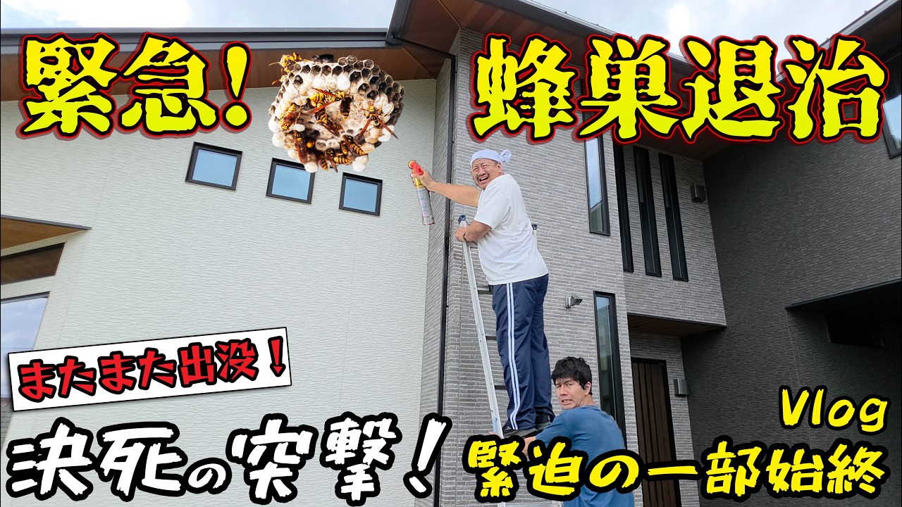 緊急駆除！今までで一番大きい蜂の巣が！？シャークでクッキング・新衣装できた！・などなど☆2026年7月②のHIMAWARI家🌻Vlog himawari-CH