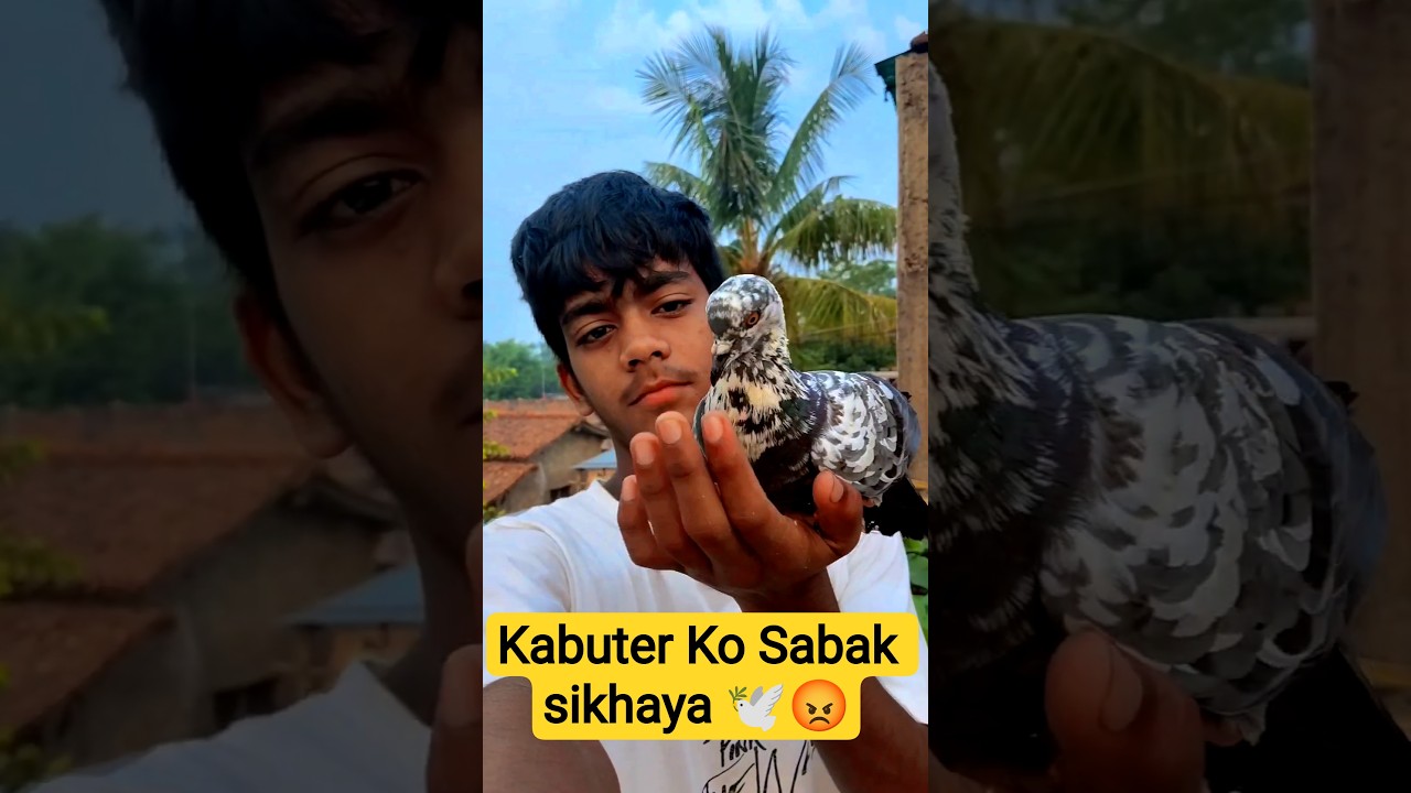 Kabuter Ko Sabak Sikhaya 😡🕊️...#viral #pigeon #trending #short #kabutar #explore #minivlog #birds
