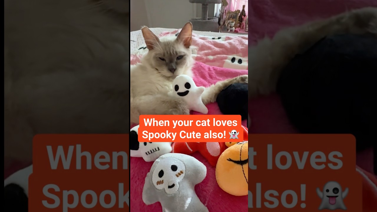 Spooky Cute  Halloween Cat Toy Review 👻🎃💀