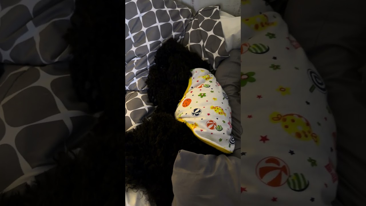 Asi duerme un angelito #lovefordogs