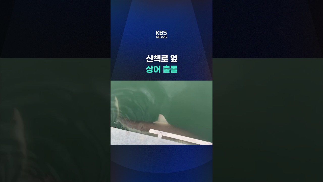 산책로 옆 상어 출몰 #shorts / KBS
