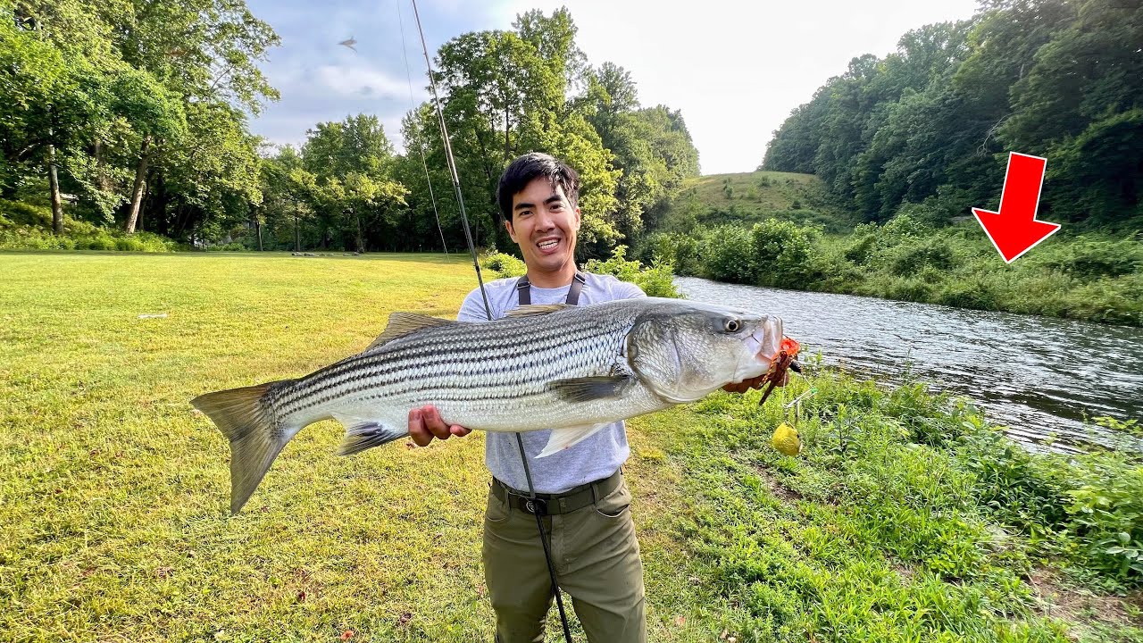 MONSTER FISH Live in this TINY CREEK!!!